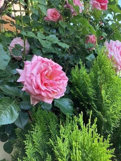  عکس گل محمدی قرمز جدید