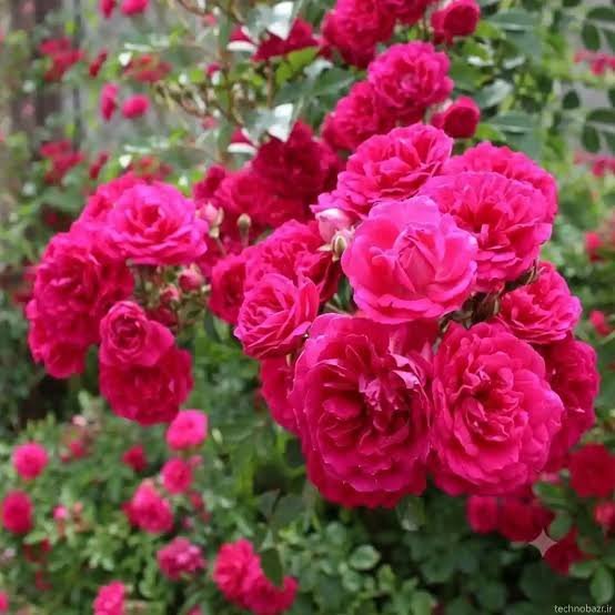  عکس گل محمدی قرمز جدید