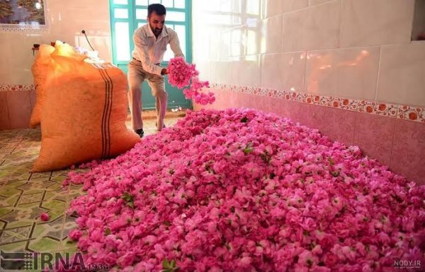  عکس گل محمدی قرمز جدید