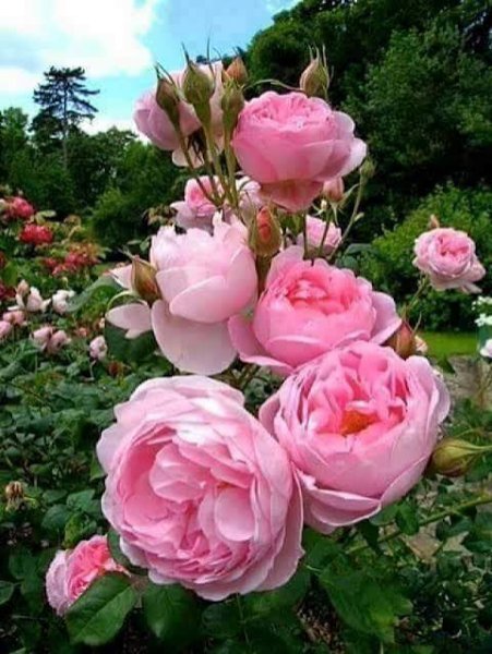  عکس گل محمدی برای پروفایل