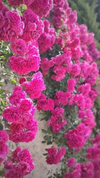  عکس گل محمدی برای پروفایل