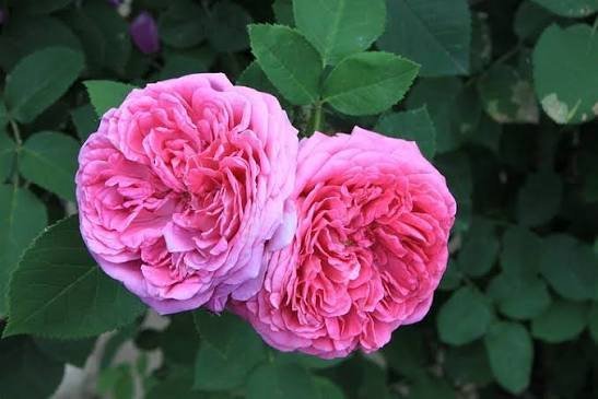  عکس گل محمدی برای پروفایل