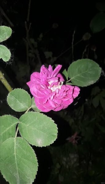  عکس گل محمدی برای پروفایل