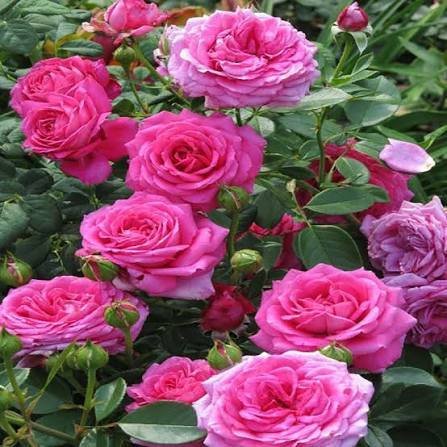  عکس گل محمدی برای پروفایل