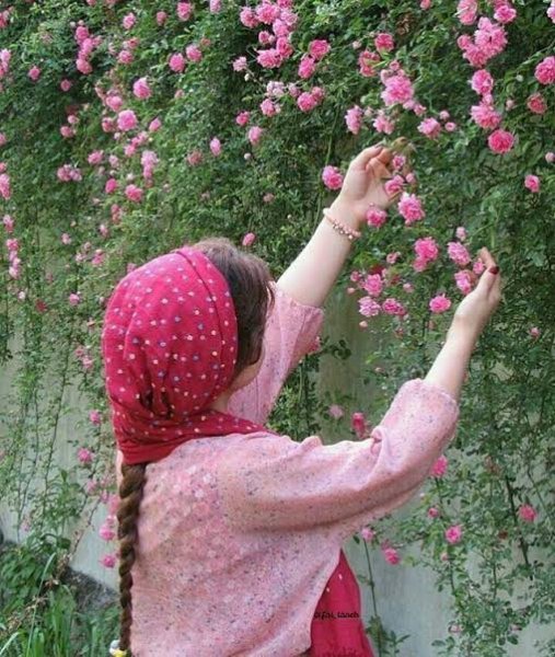  عکس گل محمدی برای پروفایل