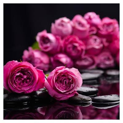  عکس گل محمدی برای پروفایل