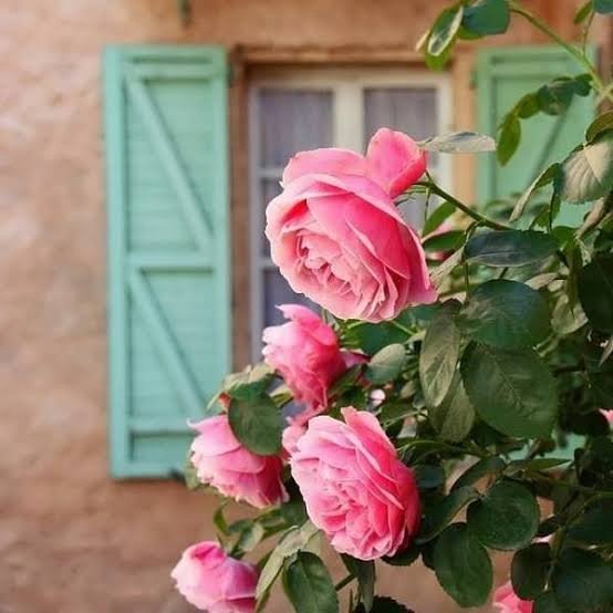  عکس گل محمدی برای پروفایل