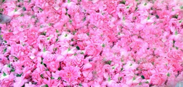  عکس گل محمدی برای پروفایل