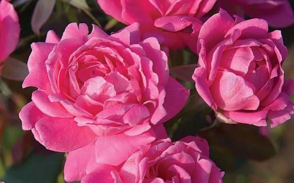  عکس گل محمدی برای پروفایل