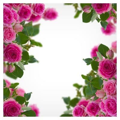  عکس گل محمدی برای پروفایل