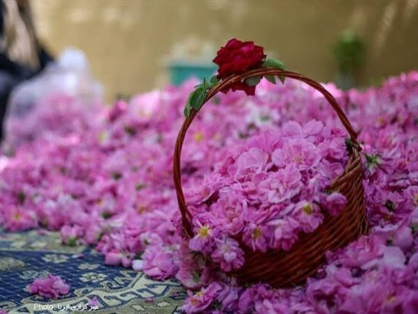  عکس گل محمدی برای پروفایل
