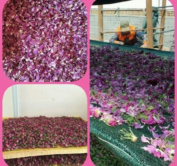  عکس گل محمدی خشک شده
