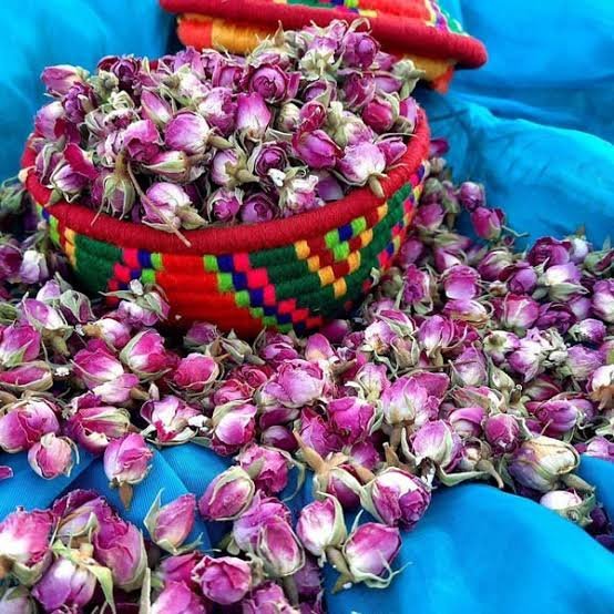  عکس گل محمدی خشک شده