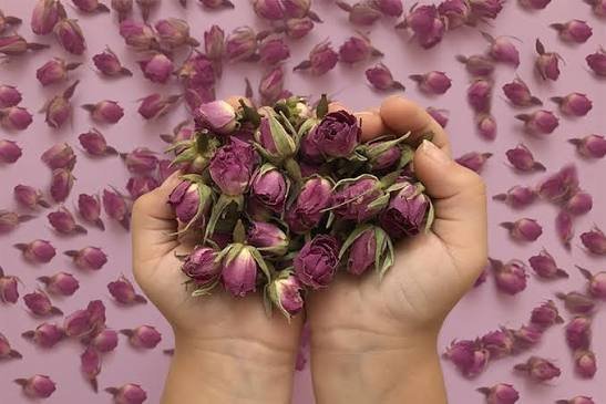  عکس گل محمدی خشک شده