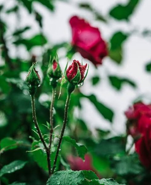  عکس گل محمدی قرمز برای پروفایل