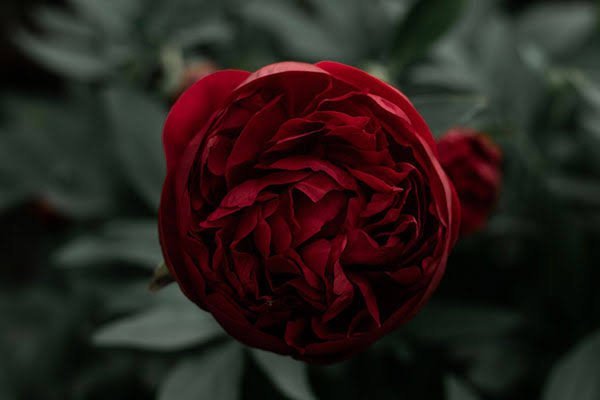  عکس گل محمدی قرمز برای پروفایل