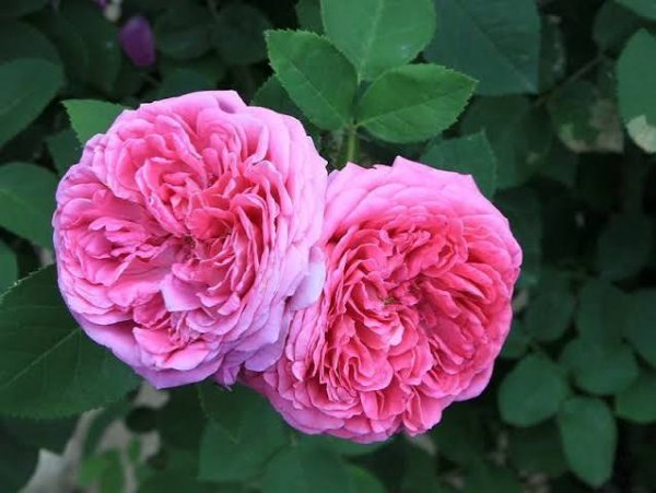  عکس گل محمدی قرمز برای پروفایل