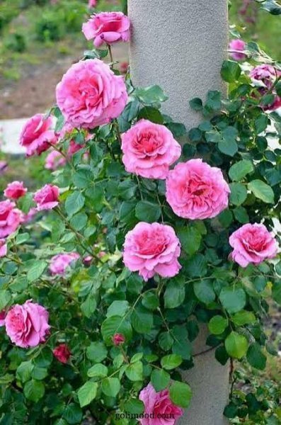  عکس گل محمدی قرمز برای پروفایل