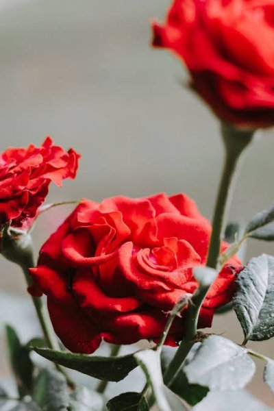  عکس گل محمدی قرمز برای پروفایل