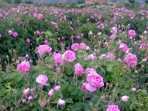  عکس گل محمدی و گلاب