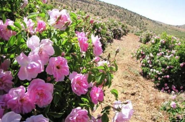  عکس گل محمدی و گلاب
