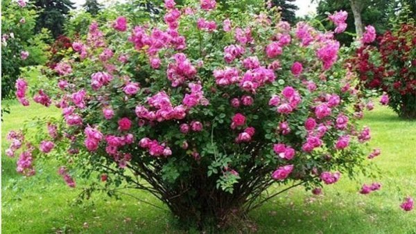  عکس گل محمدی و گلاب