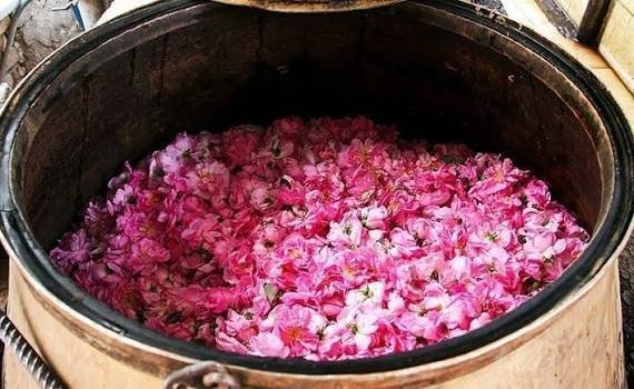  عکس گل محمدی و گلاب