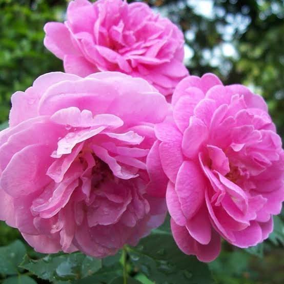  عکس گل محمدی و گلاب