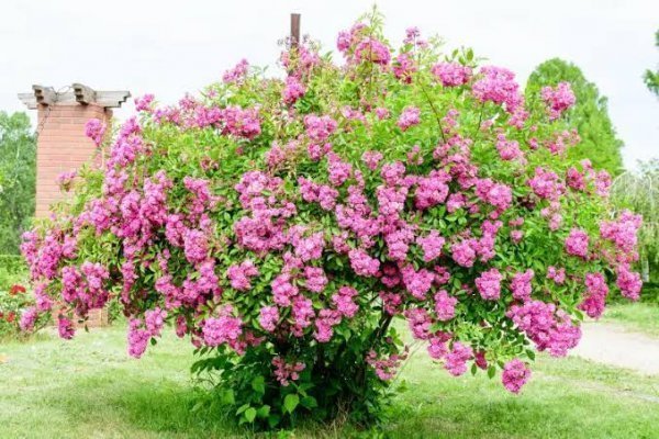  عکس گل محمدی و گلاب