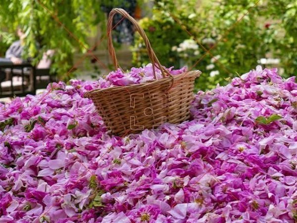  عکس گل محمدی و گلاب