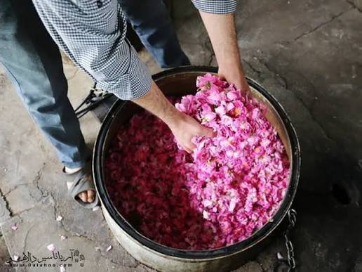  عکس گل محمدی و گلاب