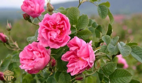  عکس گل محمدی و گلاب