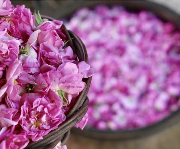  عکس گل محمدی و گلاب
