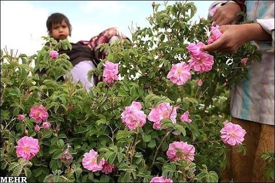  عکس گل محمدی و گلاب