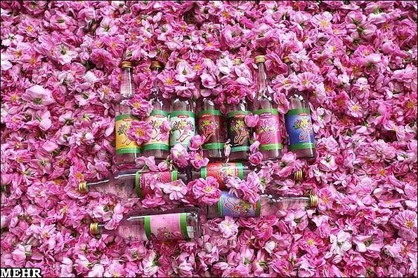  عکس گل محمدی و گلاب