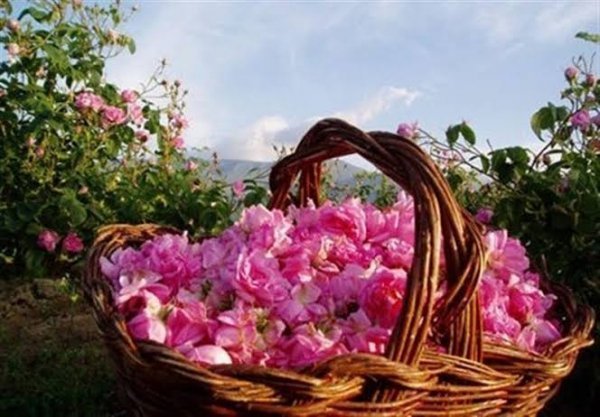  عکس گل محمدی و گلاب