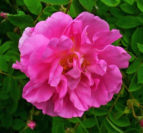  عکس انواع گل محمدی