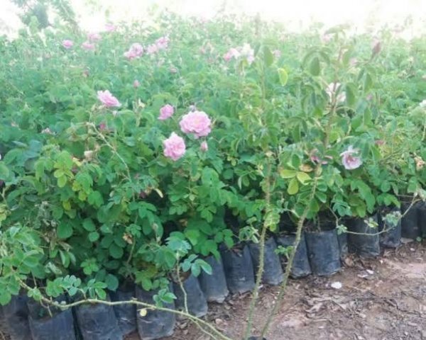  عکس انواع گل محمدی