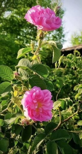  عکس انواع گل محمدی