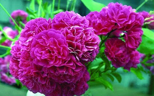  عکس انواع گل محمدی