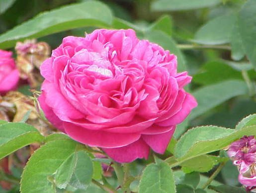  عکس انواع گل محمدی