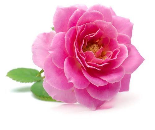  عکس انواع گل محمدی