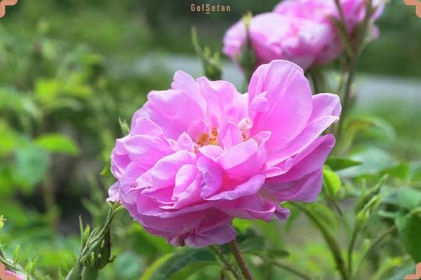  عکس انواع گل محمدی
