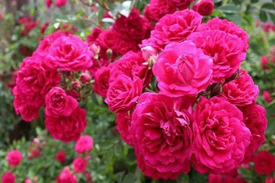  عکس انواع گل محمدی