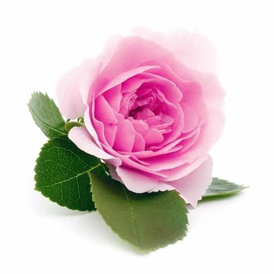  عکس انواع گل محمدی