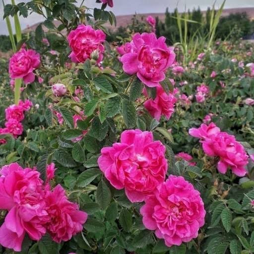  عکس انواع گل محمدی