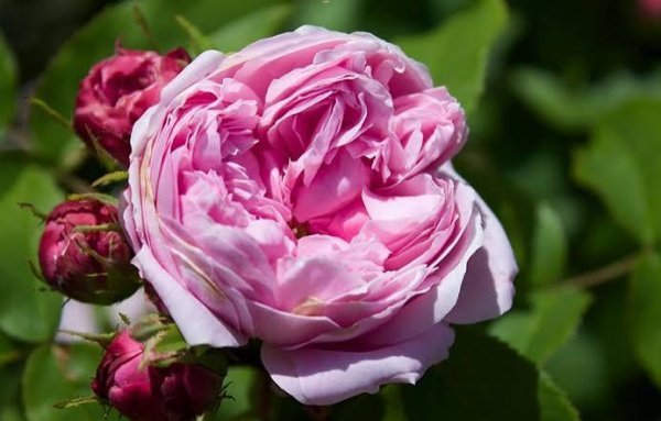  عکس انواع گل محمدی