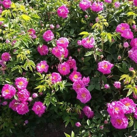  عکس انواع گل محمدی