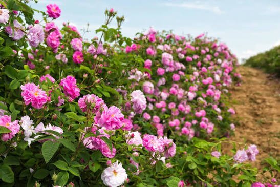  عکس انواع گل محمدی