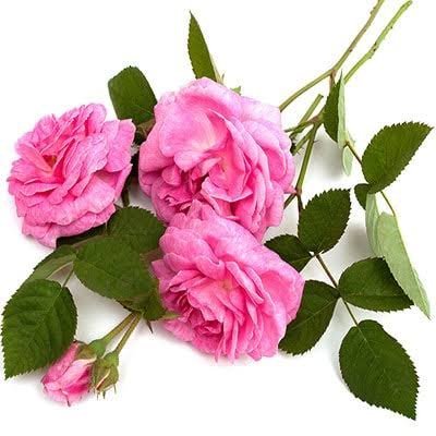  عکس انواع گل محمدی